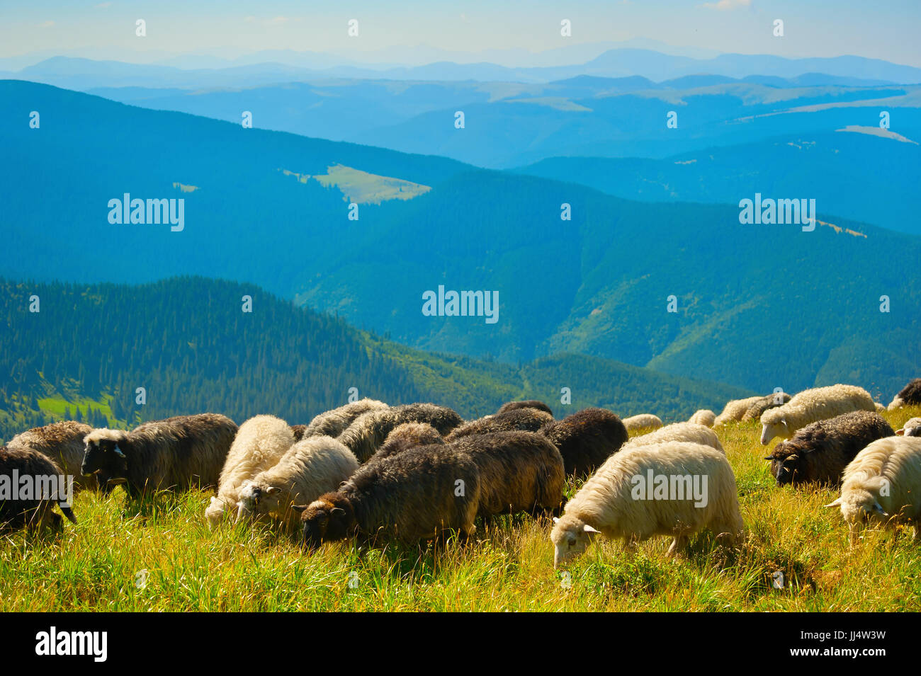 Herd of sheeps grazing on top of mountains in Stock Photo - Alamy