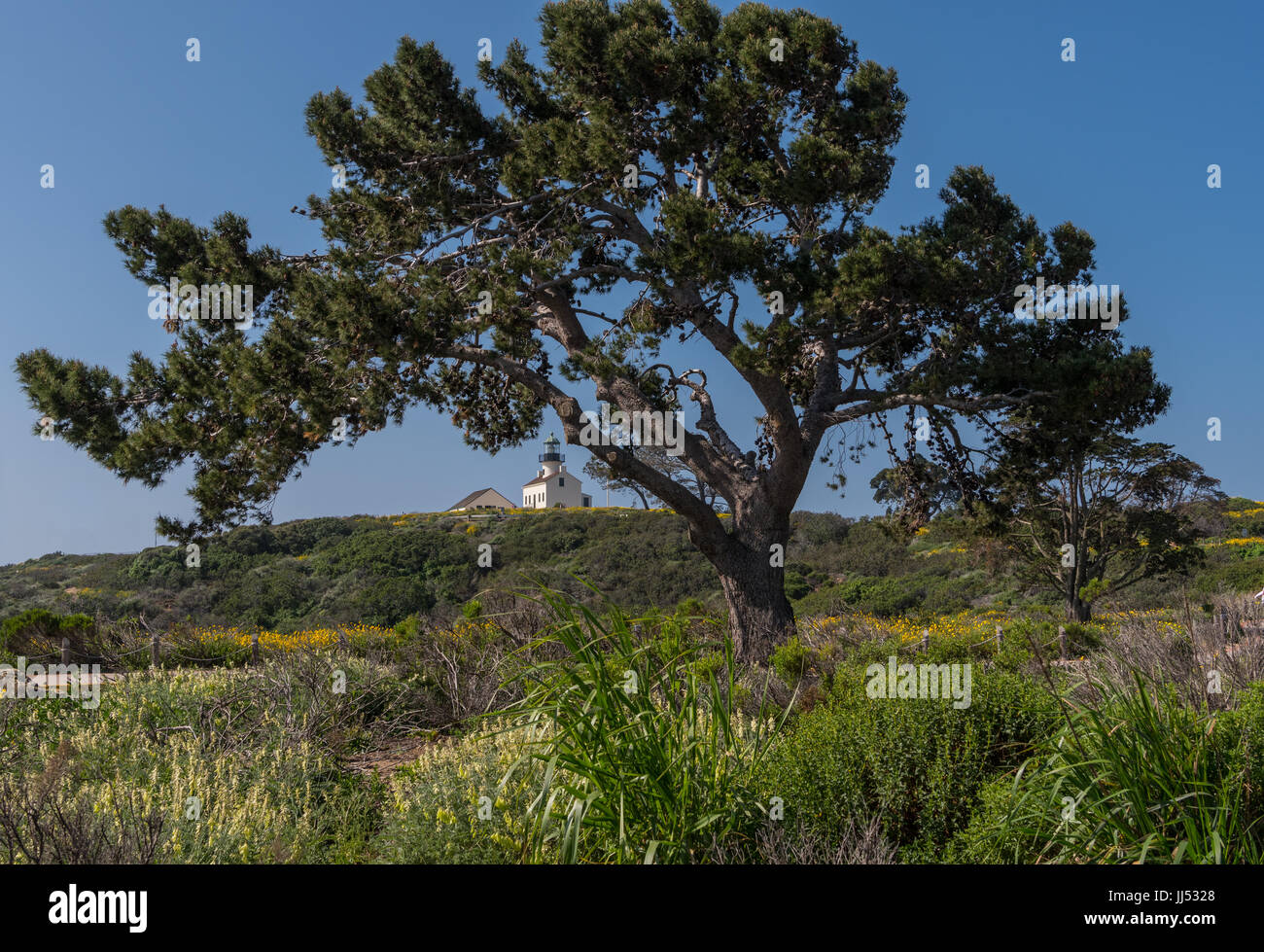 Large Tree in Front of Lighthouse at Cabrillo Stock Photo
