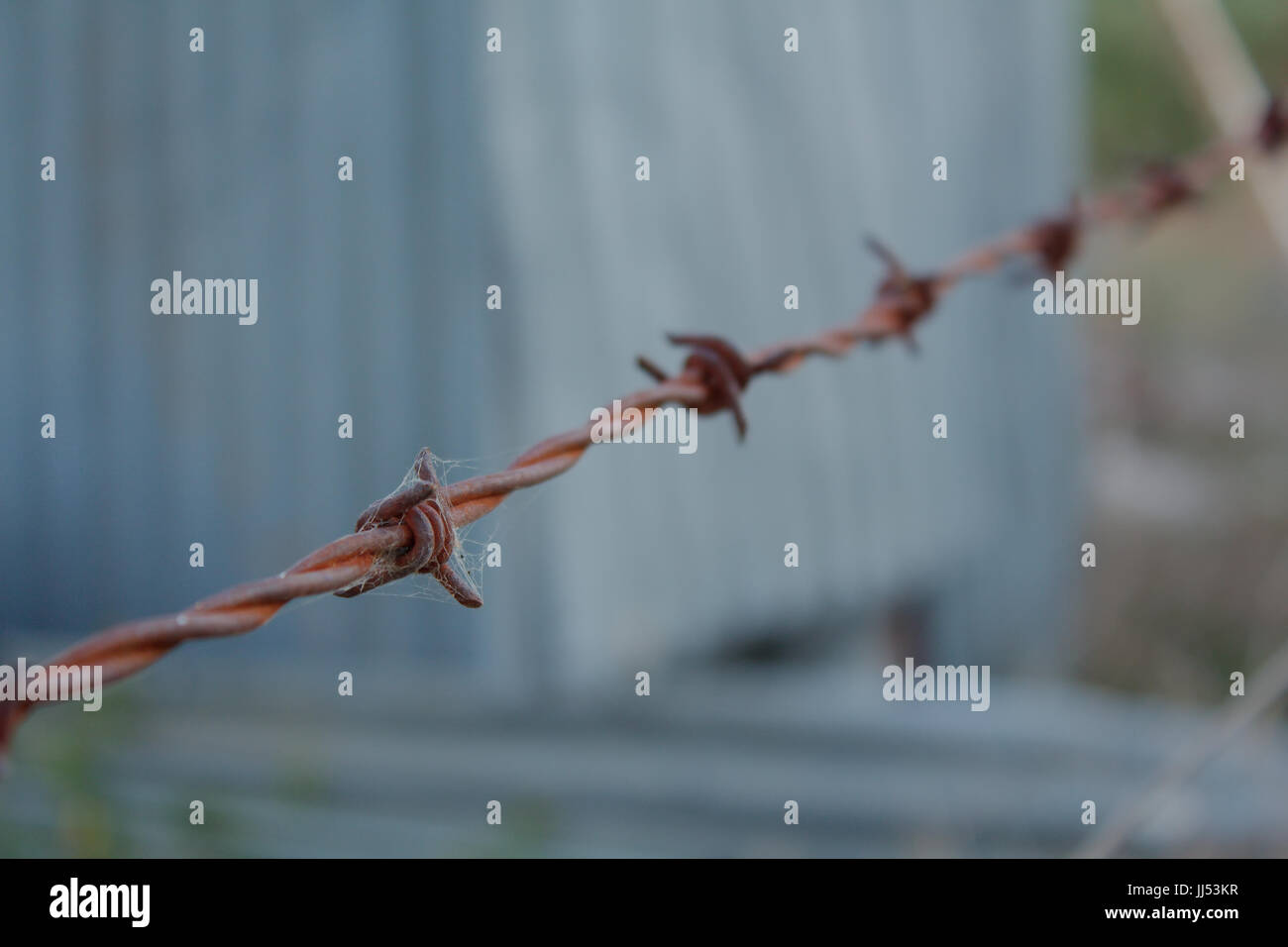A rusty barbed wire line of fence with cobwebs on it. The background is blurred grey from an old corregated iron shed and blurred green weeds. Stock Photo
