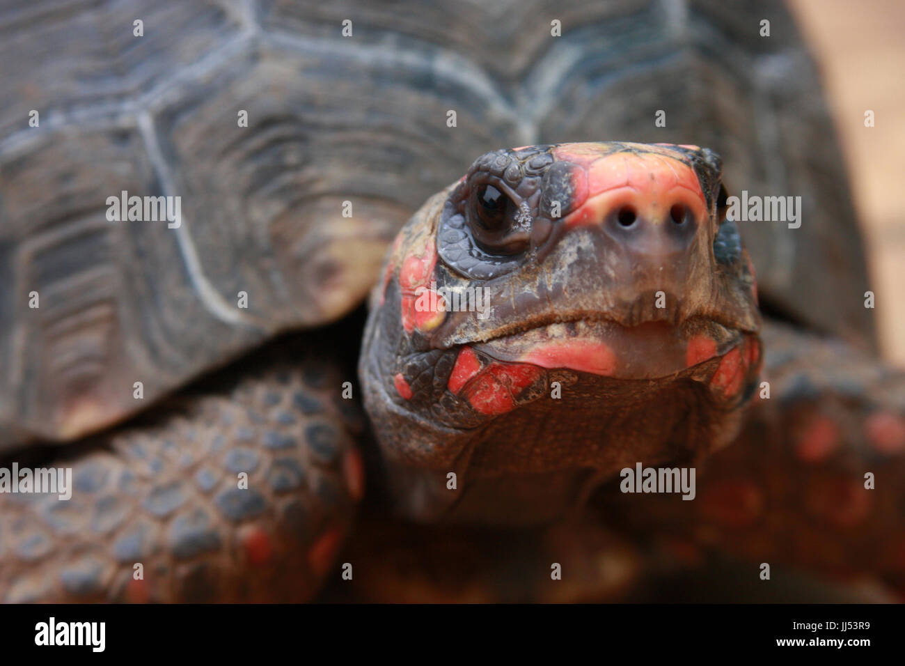 Animal, Turtle, Rio Claro, São Paulo, Brazil Stock Photo - Alamy