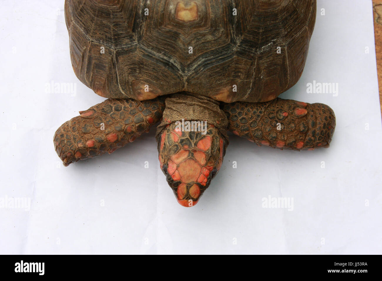 Animal, Turtle, Rio Claro, São Paulo, Brazil Stock Photo - Alamy