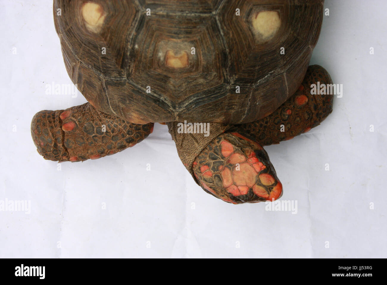 Animal, Turtle, Rio Claro, São Paulo, Brazil Stock Photo - Alamy