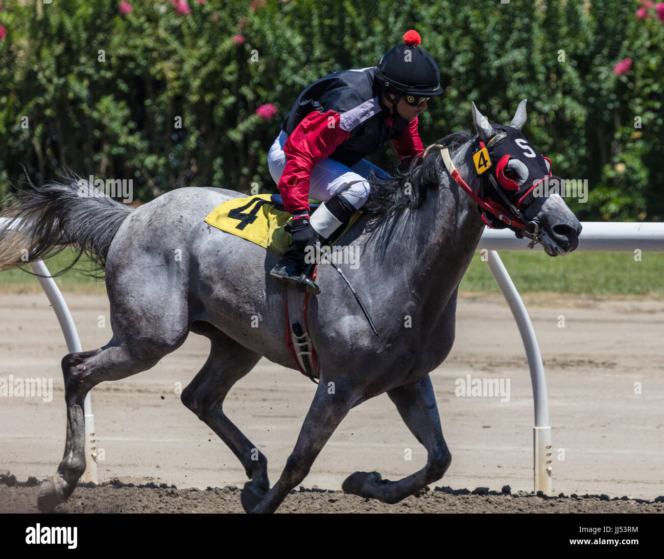 Horse racing action at the Cal Expo in Sacramento, California Stock ...