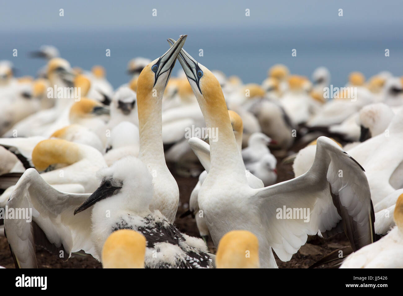 Mating Gannets in a colony at Cape Kidnappers, New Zealand Stock Photo