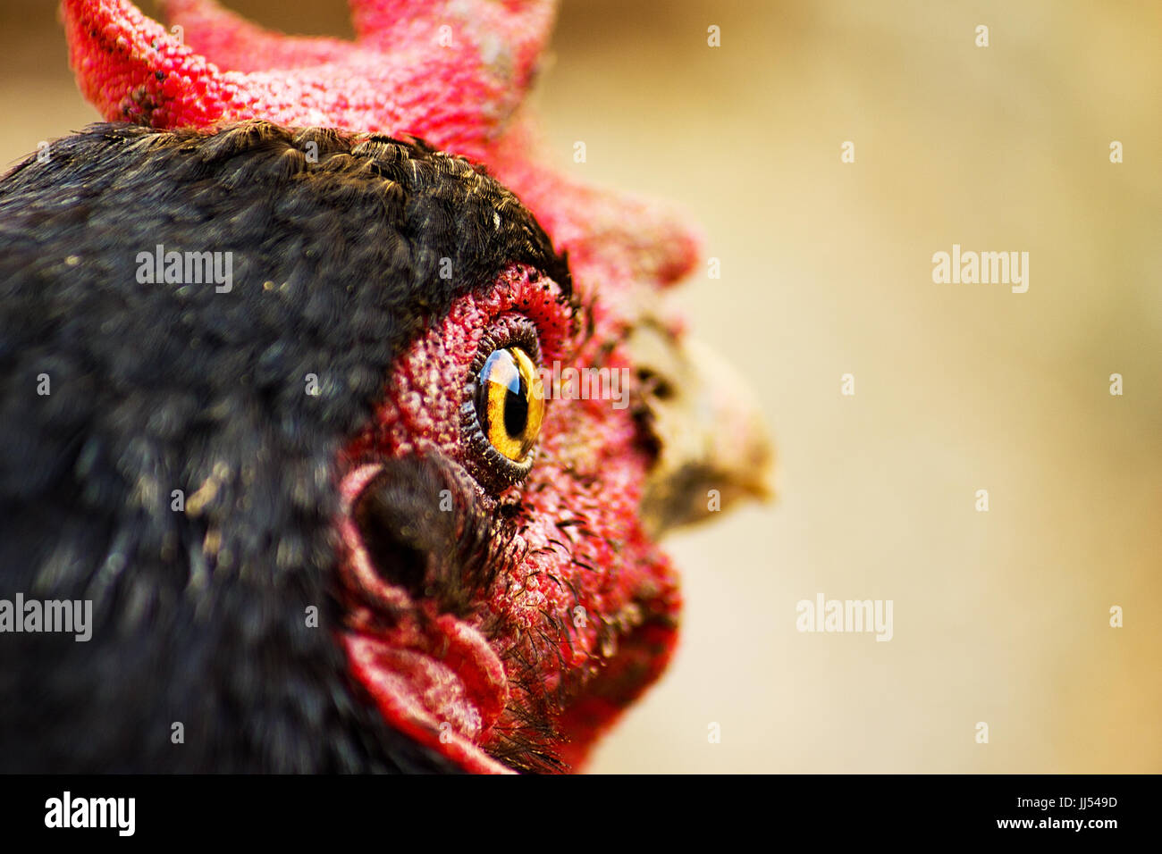 Close up in the chicken eye Stock Photo Alamy