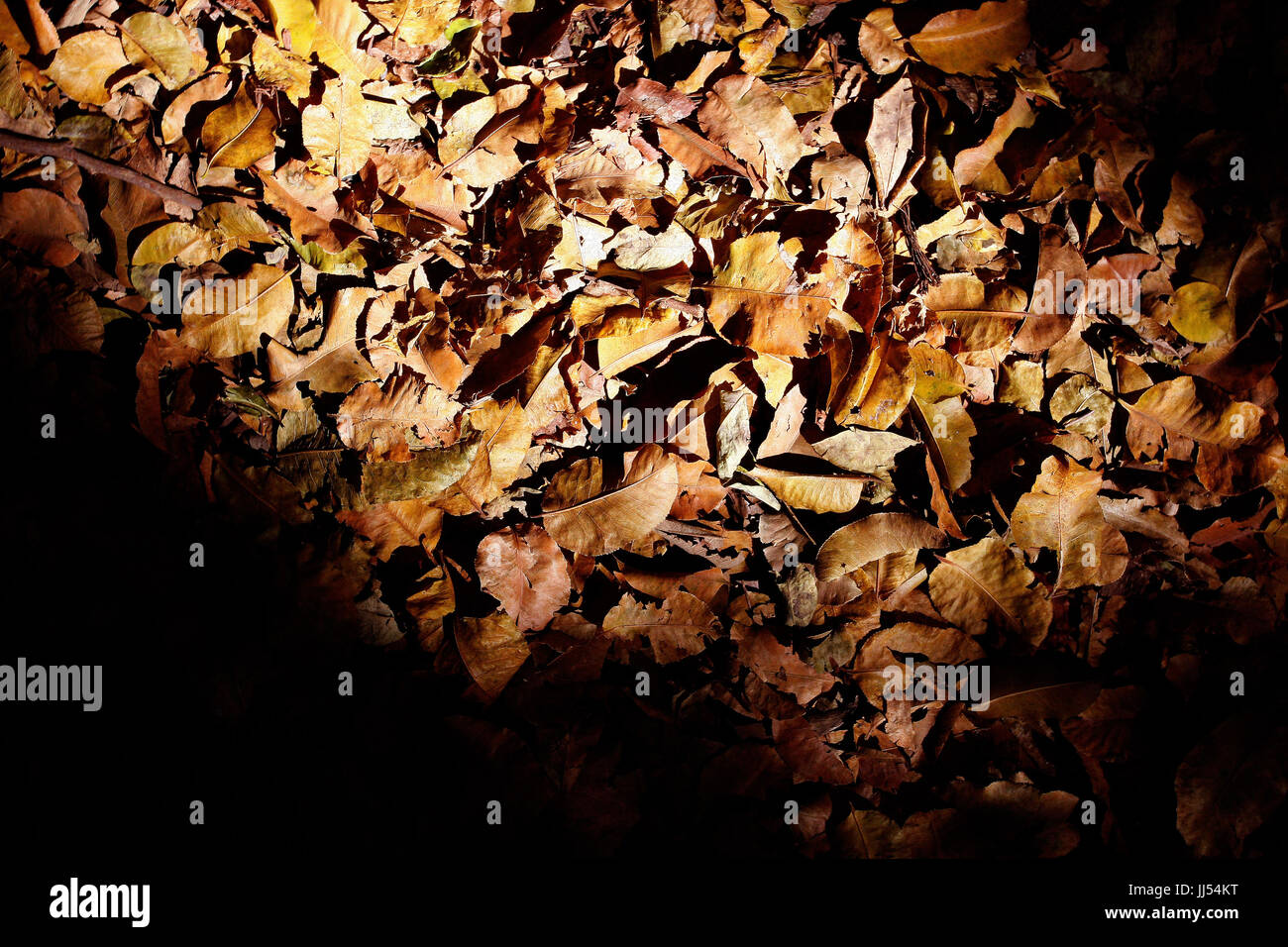 Leaves, São Paulo, Brazil Stock Photo