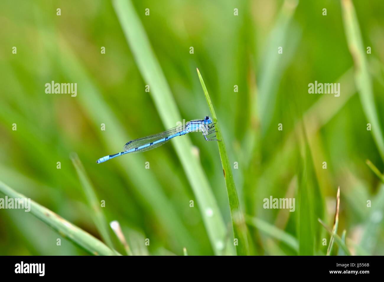 Dragonfly (Anisoptera) Stock Photo