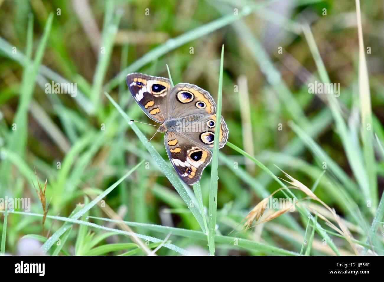 Common buckeye butterfly (Junonia coenia) Stock Photo