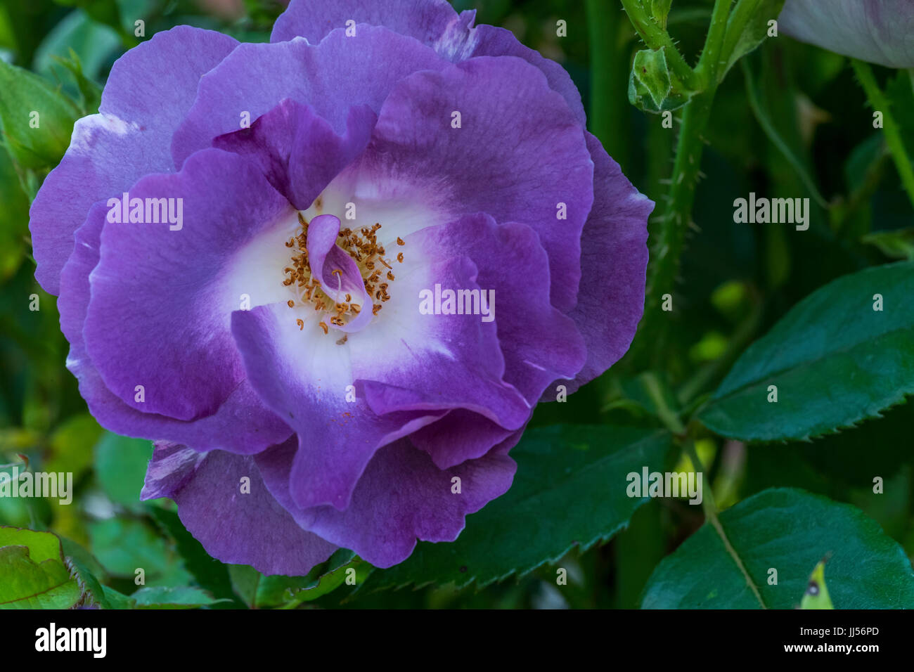 Blue Moon bush rose, in a garden setting. Stock Photo