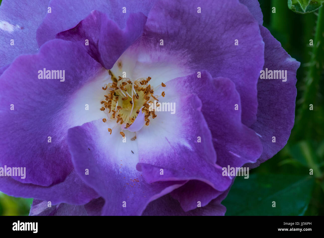 Blue Moon bush rose, in a garden setting. Stock Photo