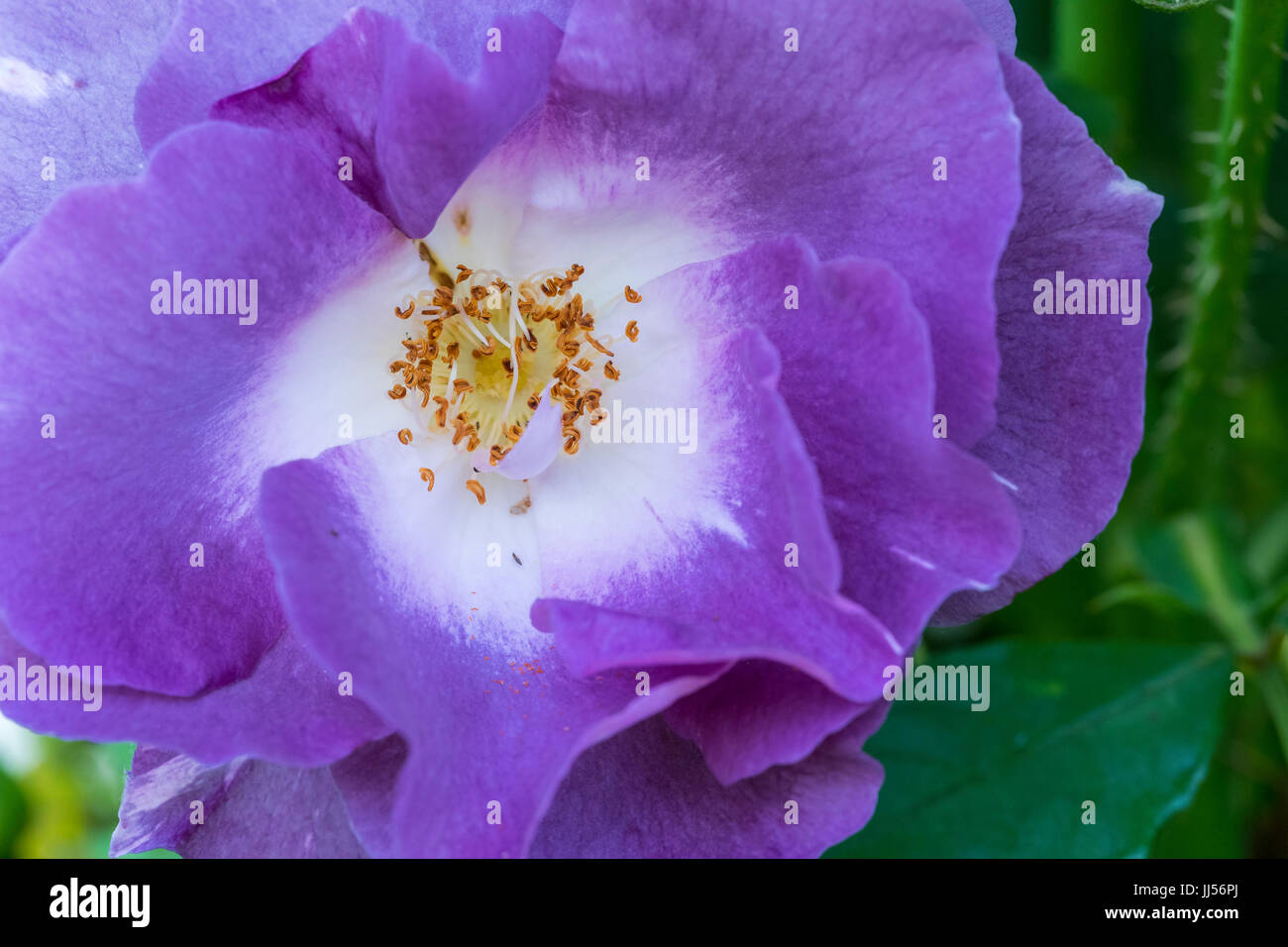 Blue Moon bush rose, in a garden setting. Stock Photo