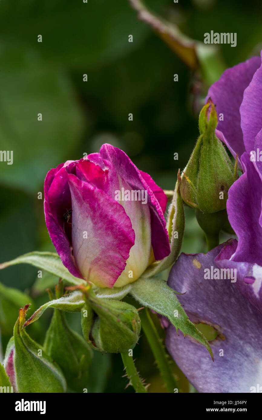 Blue Moon bush rose, in a garden setting. Stock Photo