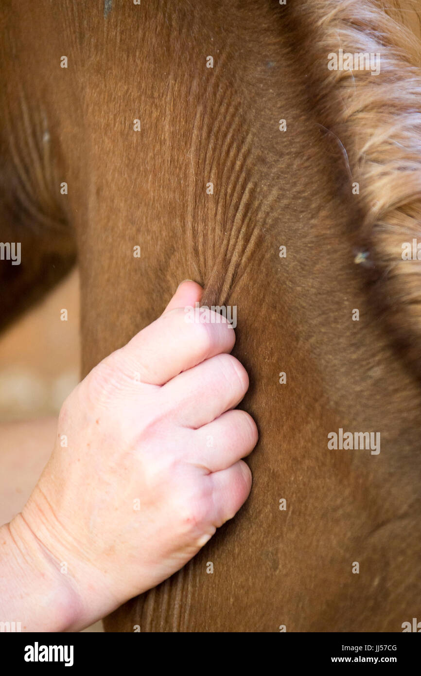 Arabian Horse. Dehydrated foal: Pinched up skin fold stays up in a ridge. Germany Stock Photo