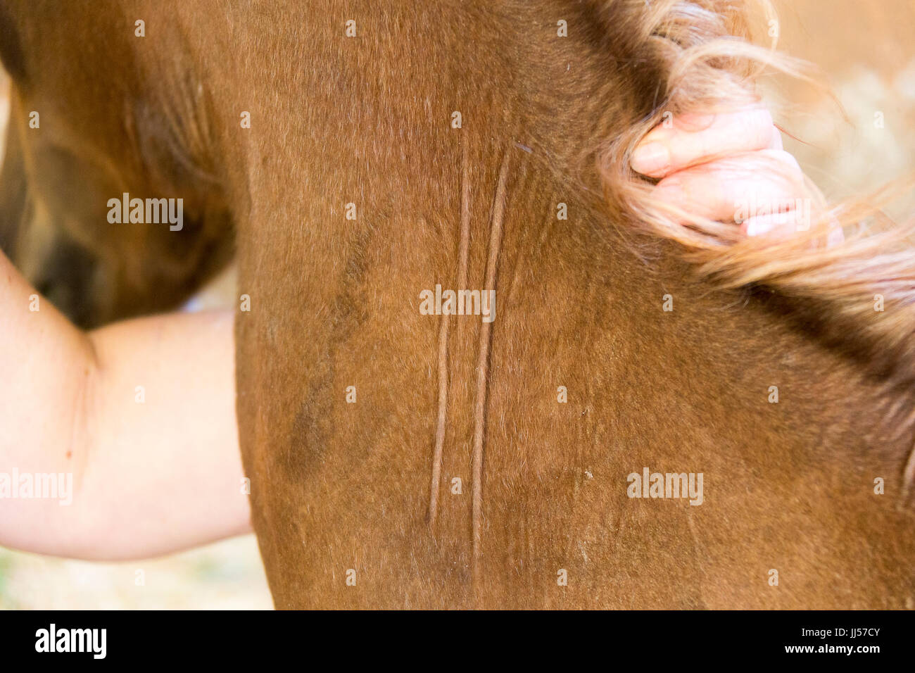 Arabian Horse. Dehydrated foal: Pinched up skin fold stays up in a ridge. Germany Stock Photo
