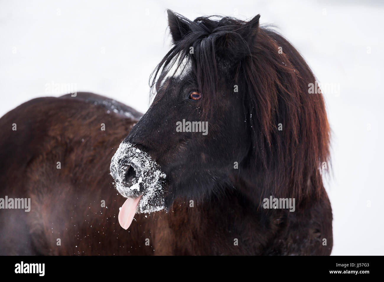 Bardigiano, Bardi Horse. Portrait of black gelding showing tongue. Germany Stock Photo