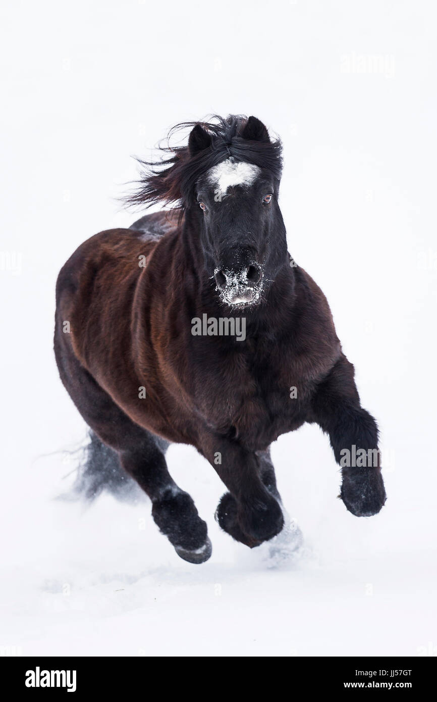 Bardigiano, Bardi Horse. Black gelding galloping in snow. Germany Stock Photo