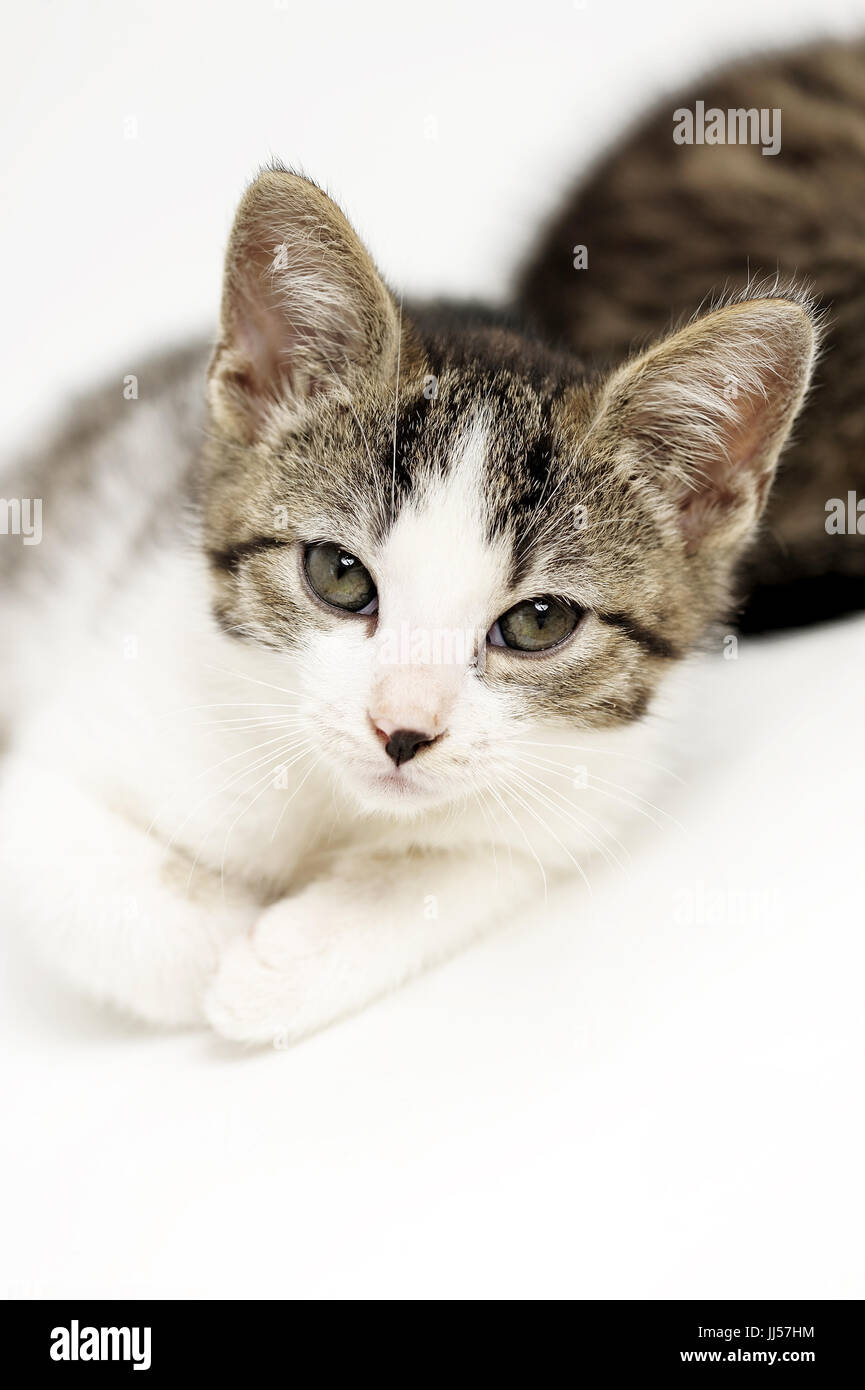 animal, animals, cat, cats, catus, domestic, domesticated, domestics, domesticus, felis, friendship,natural, wild, grownup, grownups, Stock Photo