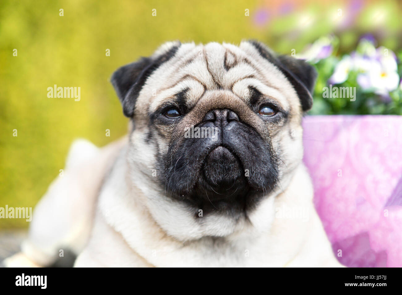 Pug. Portrait of male adult (2 years old) in a garden next to flowering ...