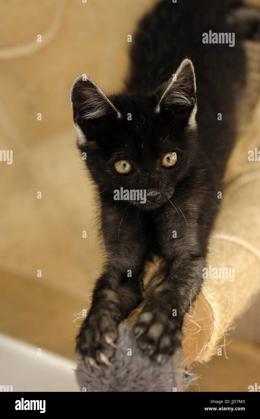 animal, animals, cat, cats, catus, domestic, domesticated, domestics, domesticus, felis, friendship,natural, wild, grownup, grownups, Stock Photo