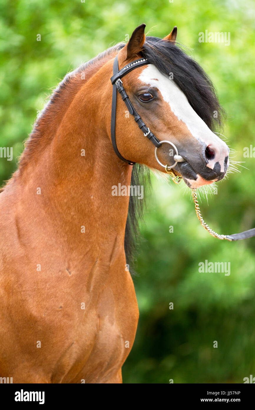 Portrait of a bay Welsh Mountain Pony stallion with a blaze, looking right. Broek in Waterland/Noord-Holland/Netherlands Stock Photo
