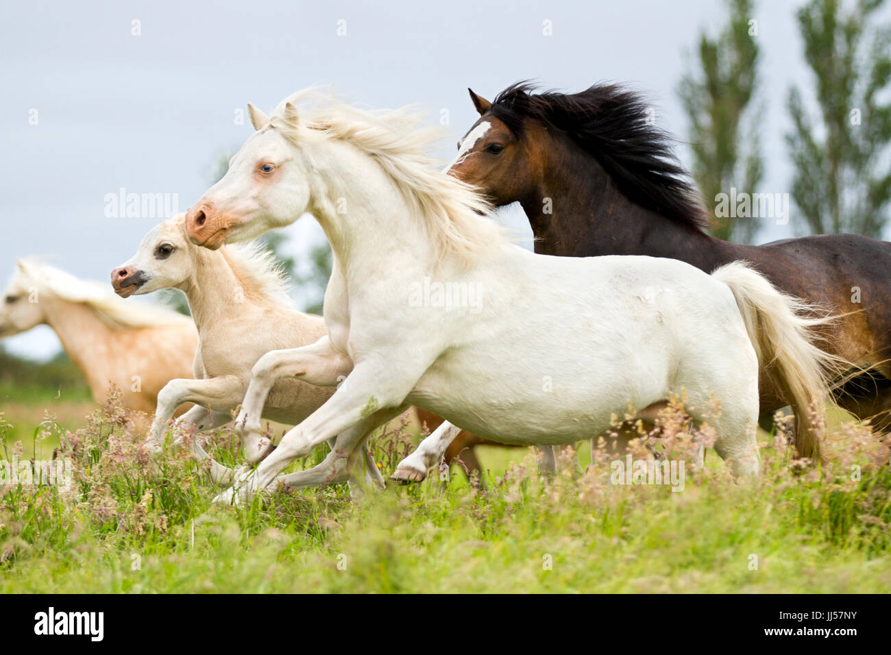 Welsh Pony. Action shot of a welsh pony herd including a perlino mare with foal. Netherlands Stock Photo