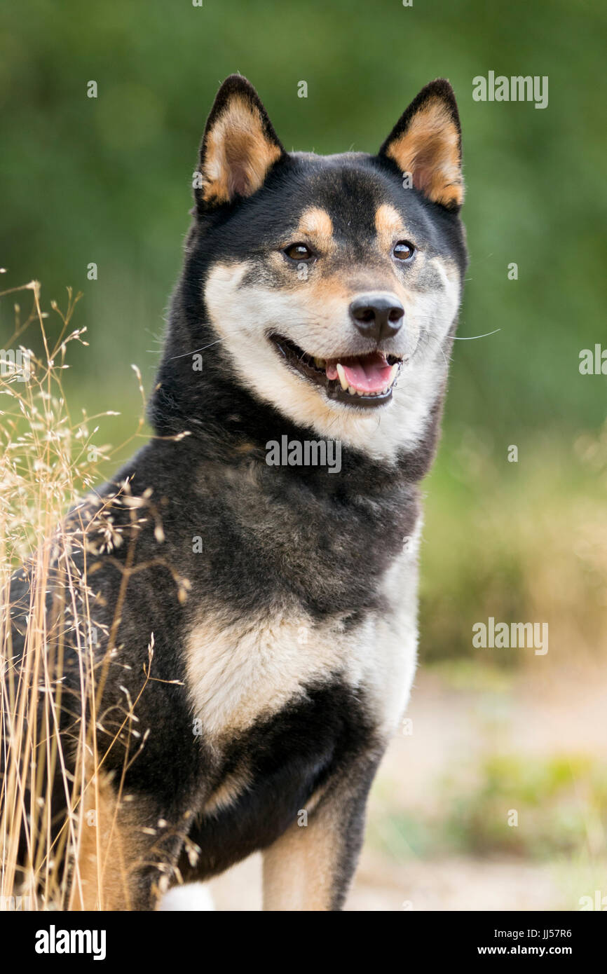Portrait of a black and tan Shiba Inu dog. Stiphoutse bossen, Netherlands Stock Photo