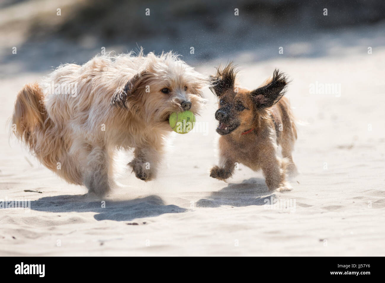 maltese x dachshund