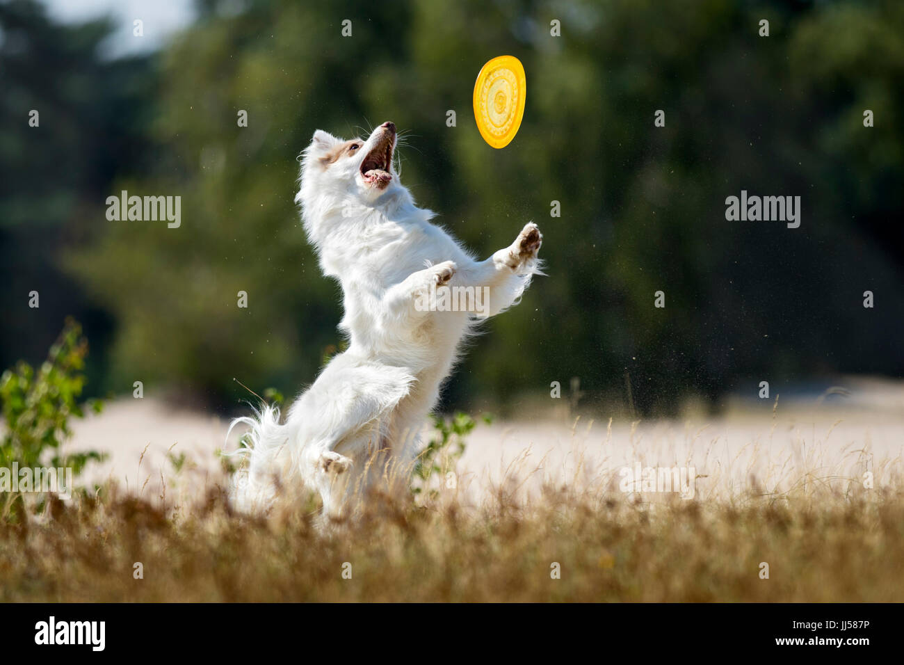 border collie double merle