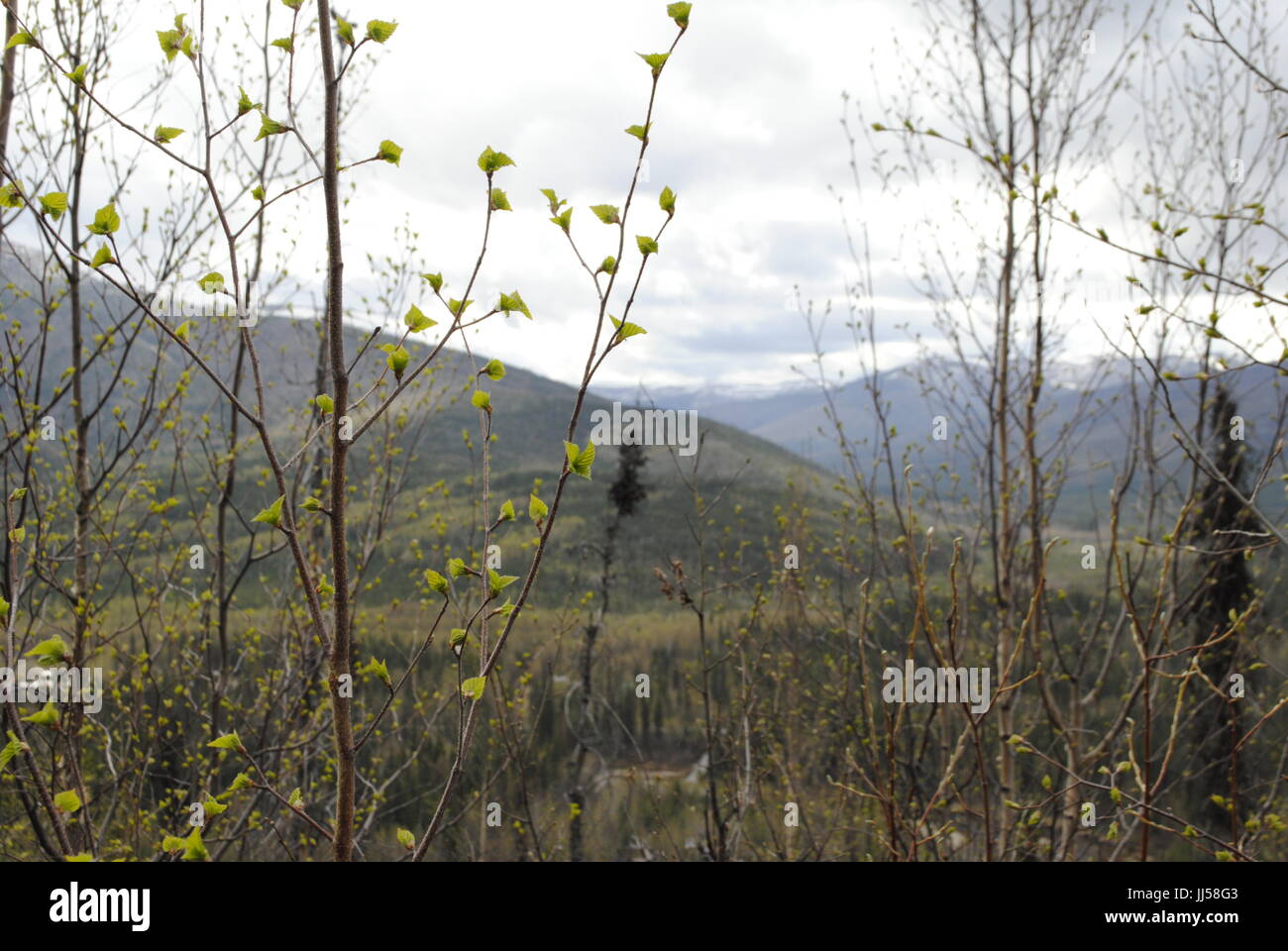Spring buds on young Birch trees in Mid-May. Spring comes late in Interior Alaska as the snow on distant hilltops and new green shows. Stock Photo