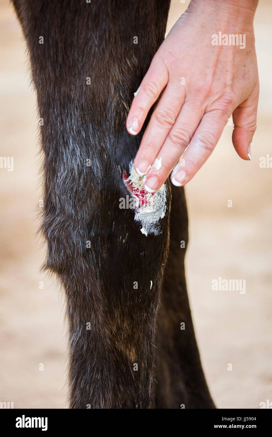 Arabian Horse. Treatment of a wound on a leg with salve. Egypt Stock