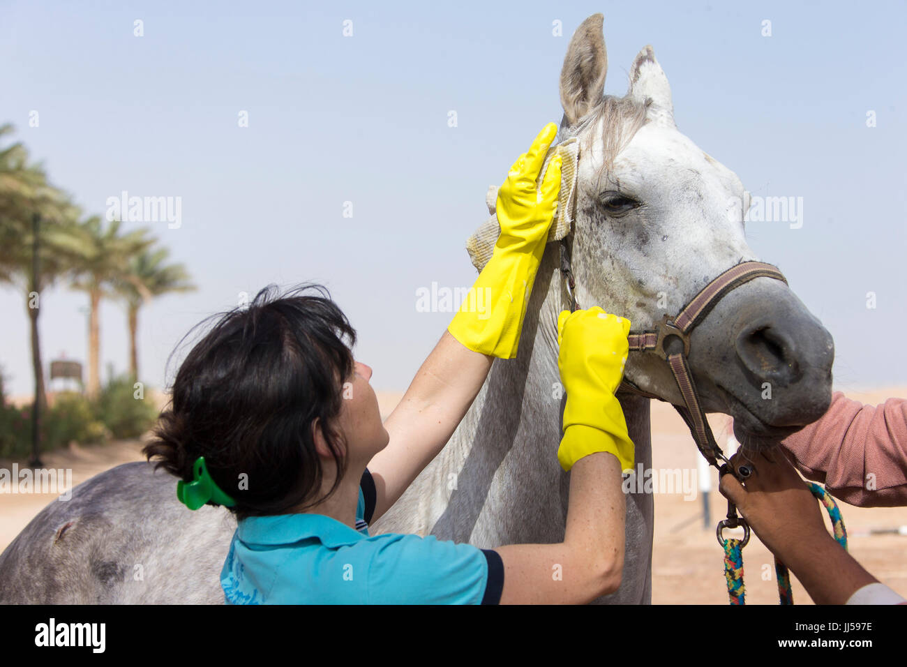 Arabian Horse. Vet cleaning sweet itch sores on the face of a gray
