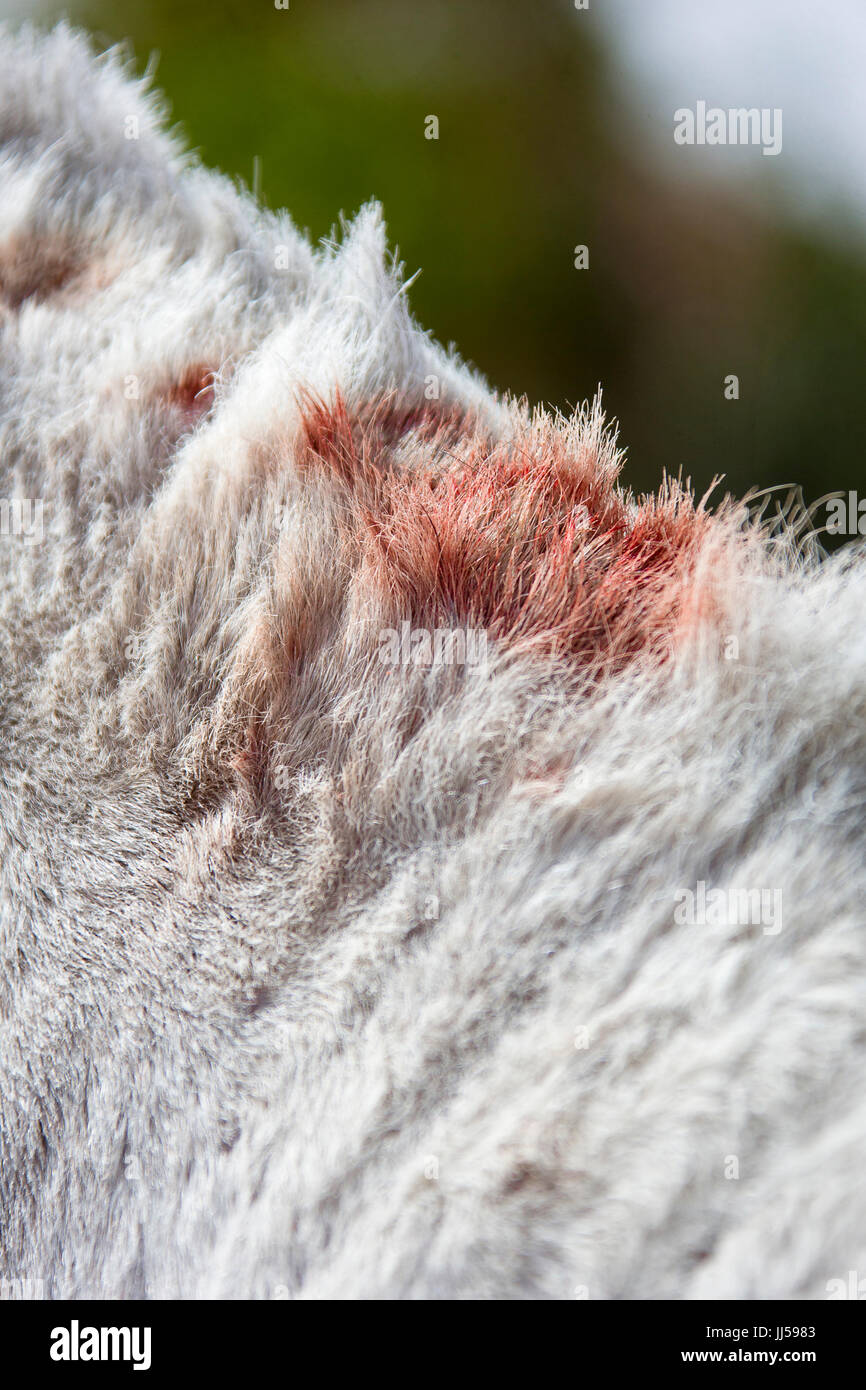 Arabian Horse. Sweet Itch in the mane of a gray horse. Egypt Stock