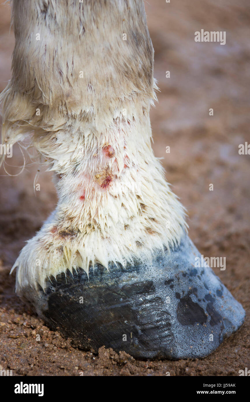 Arabian Horse suffering from mud fever Stock Photo Alamy