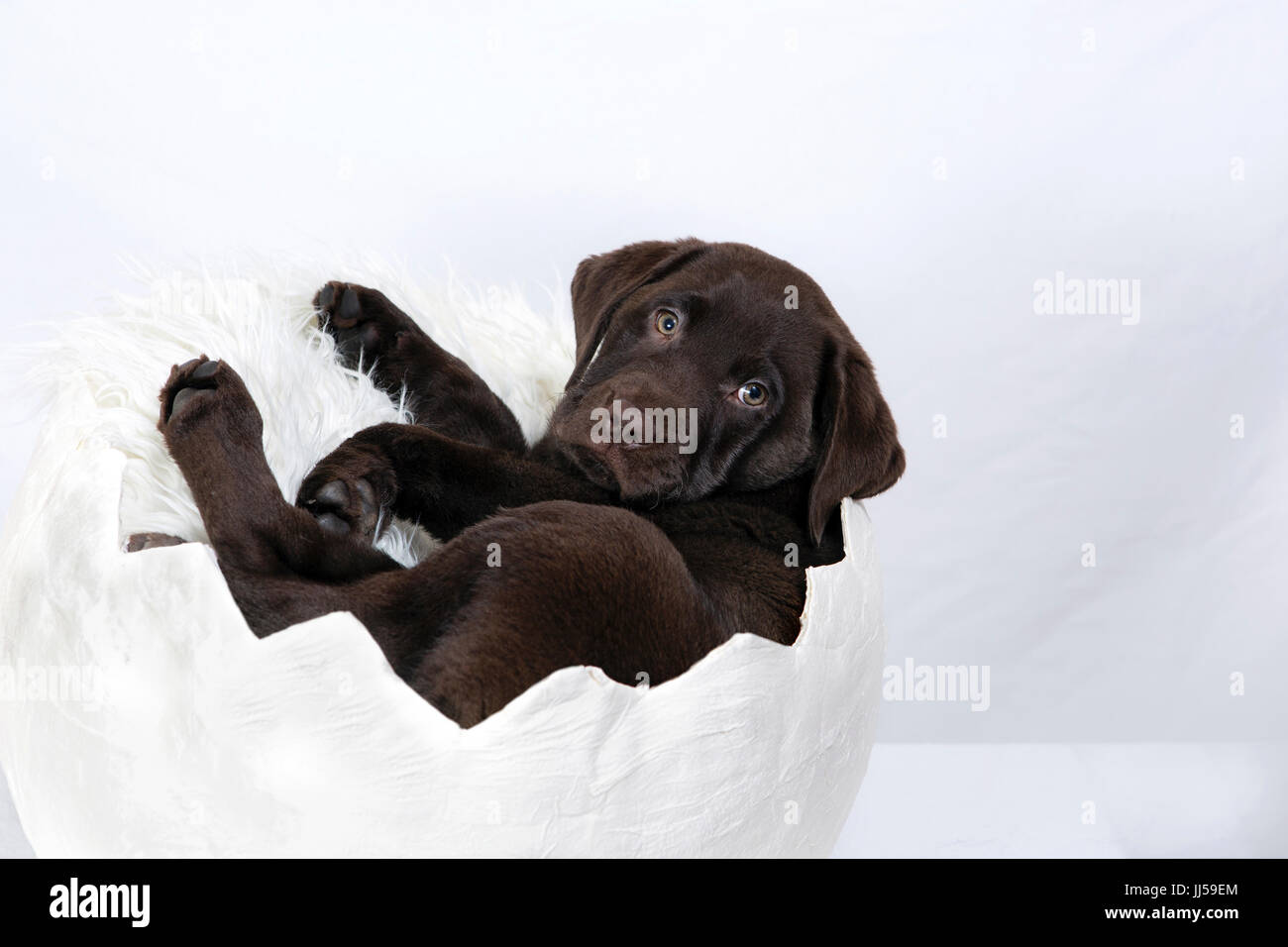 10 week old chocolate lab