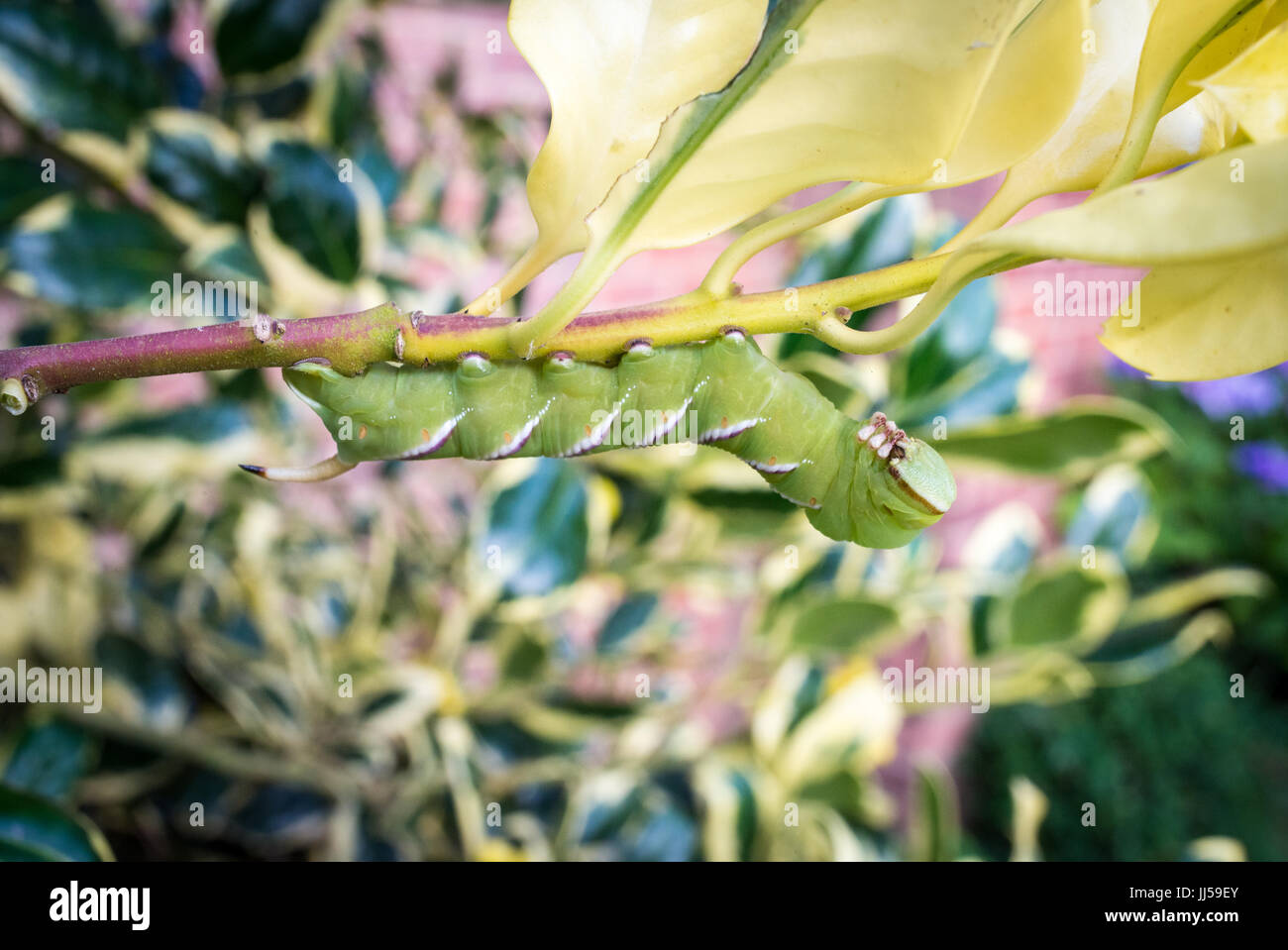 Large and succulent green white striped caterpillar of a privet hawk moth crawling along the branch of a holly bush, Hampshire, UK Stock Photo