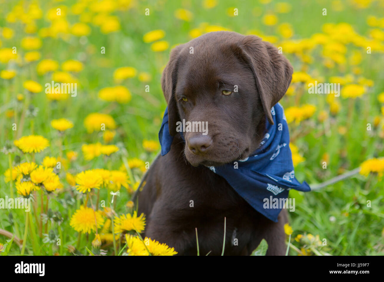 Labrador retriever puppy, 12 weeks old Scotty sitting in a dandelion meadow, looking moony Stock Photo