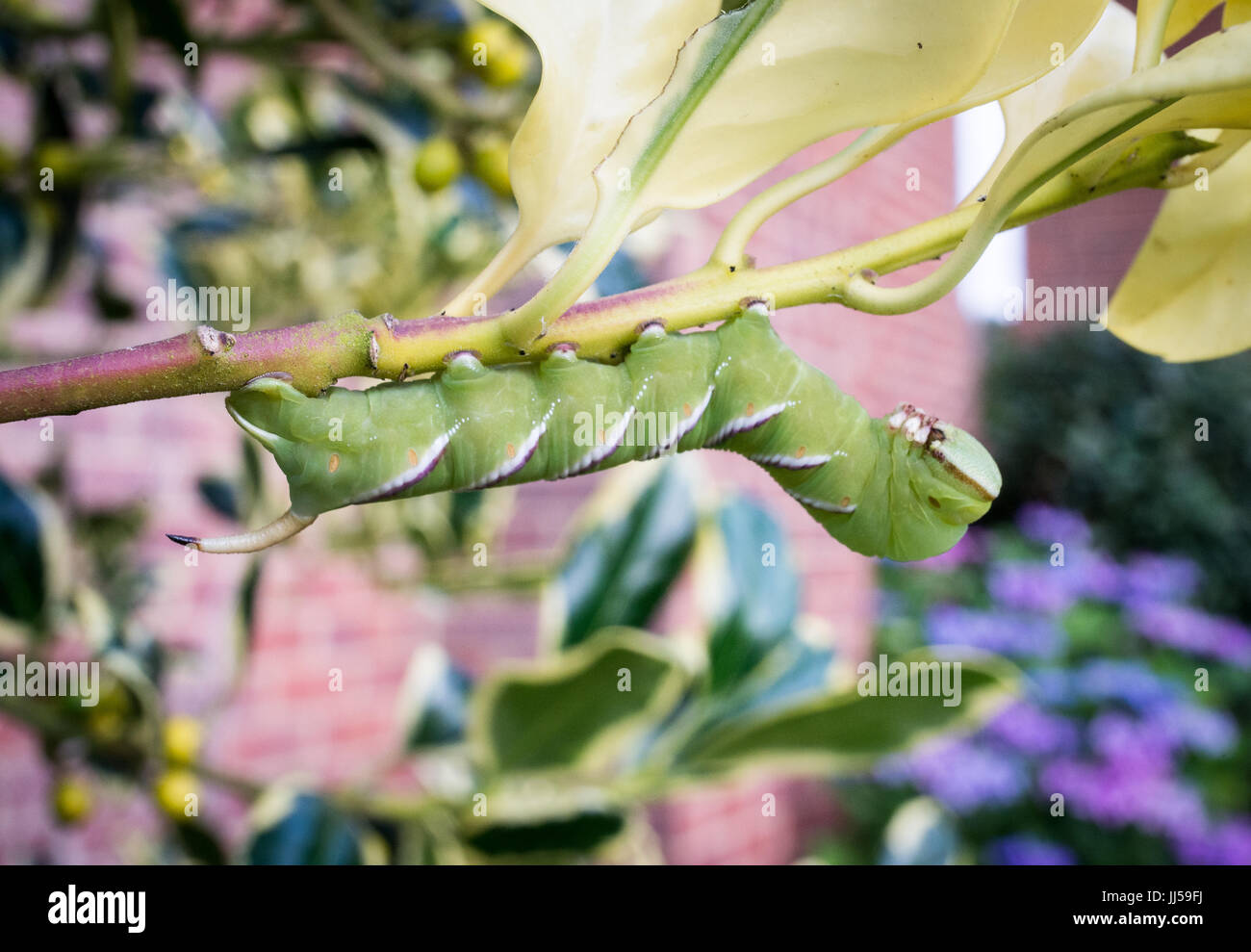 Large and succulent green white striped caterpillar of a privet hawk moth crawling along the branch of a holly bush, Hampshire, UK Stock Photo