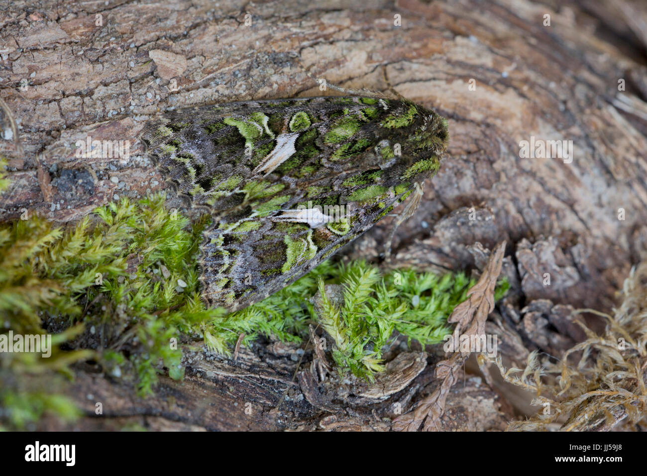 Orache Moth (Trachea atriplicis) sitting well camouflaged on a tree bark Stock Photo