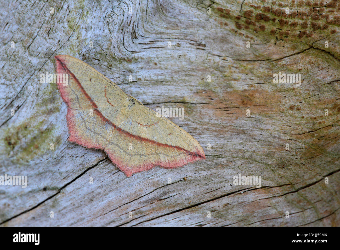 Blood-vein ( Timadra comae) resting Stock Photo