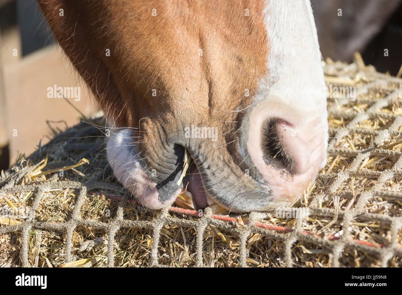 Domestic Horse. Adult eating roughage from a net. Germany Stock Photo