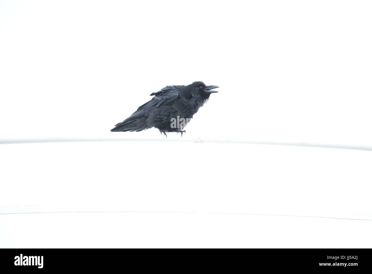 Raven (Corvus corax) Stock Photo