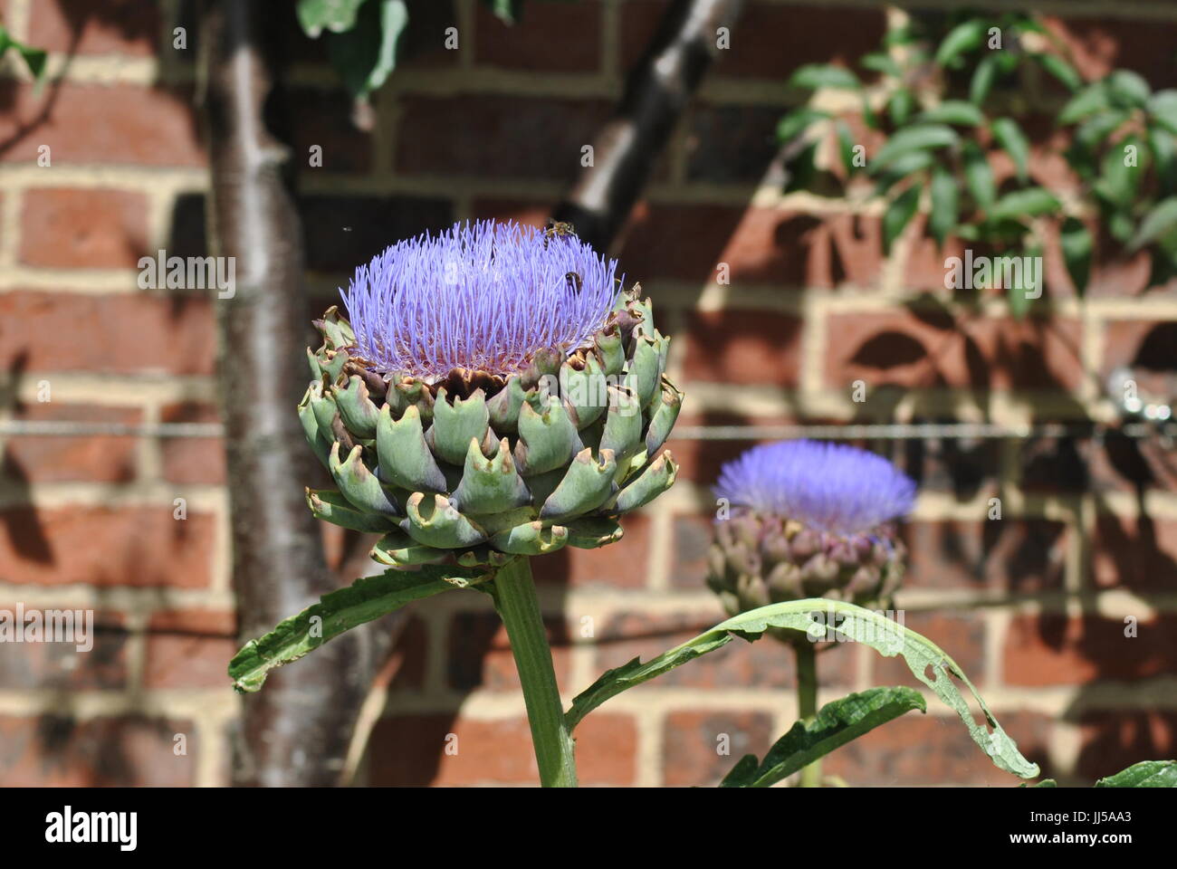 Artichoke in Bloom Stock Photo Alamy