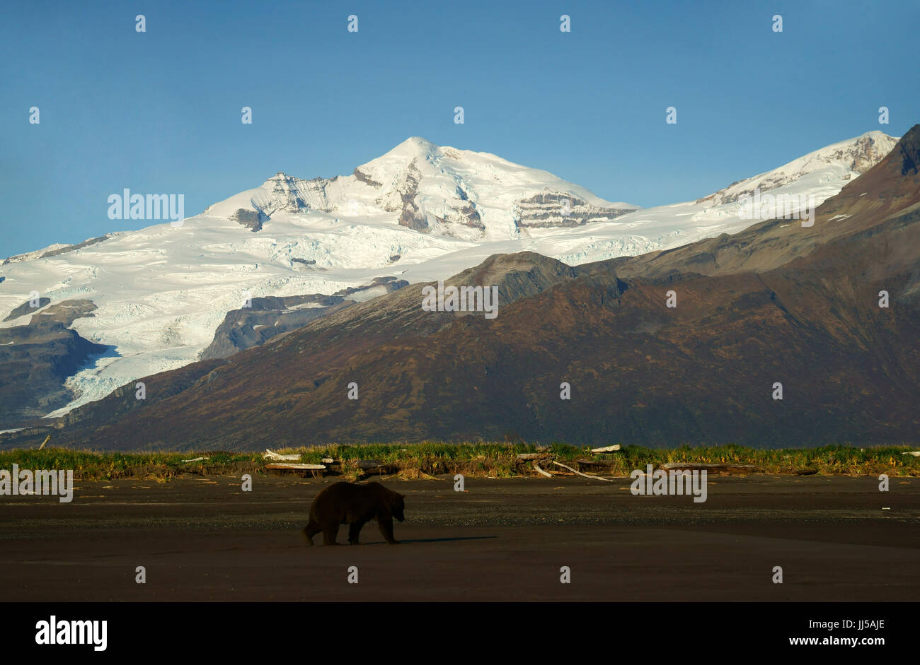 Brown bear walking on beach of Hallo Bay with Hallo glacier and Mt.. Steller and Kukak Volcano in back Stock Photo