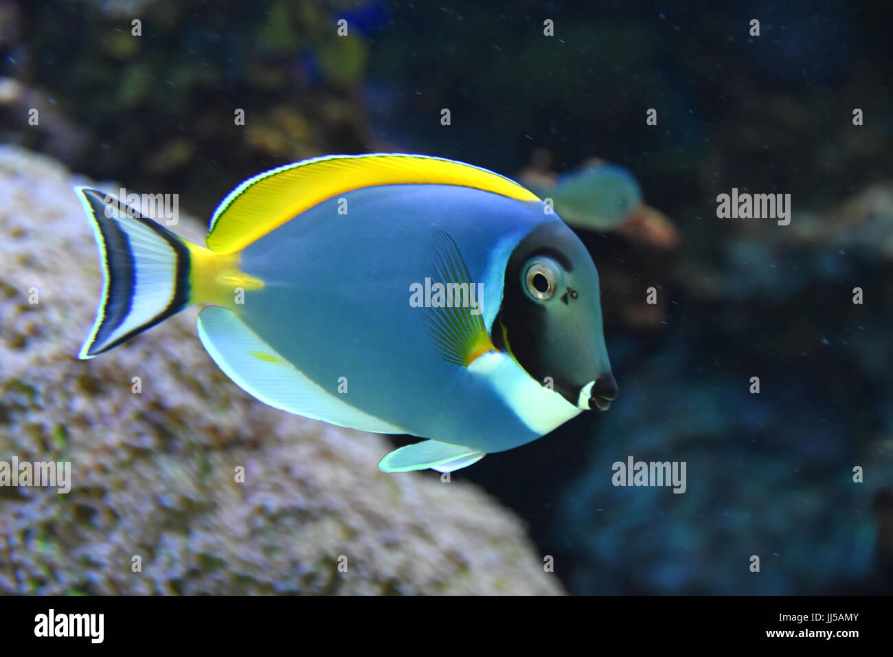 Powder-blue surgeon-fish, tropical fish swim near coral reef Stock Photo