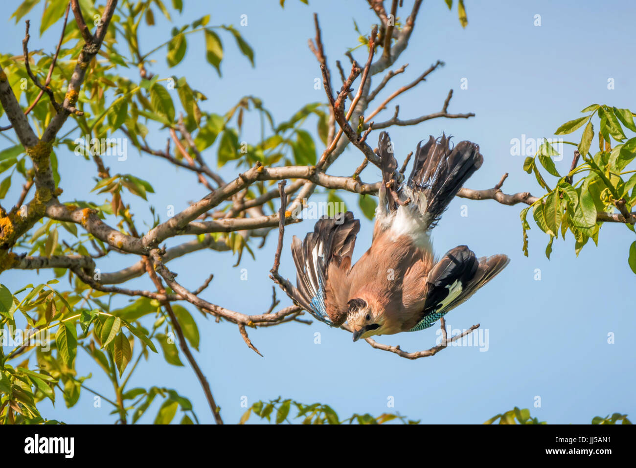 Purple jay bird hires stock photography and images Alamy
