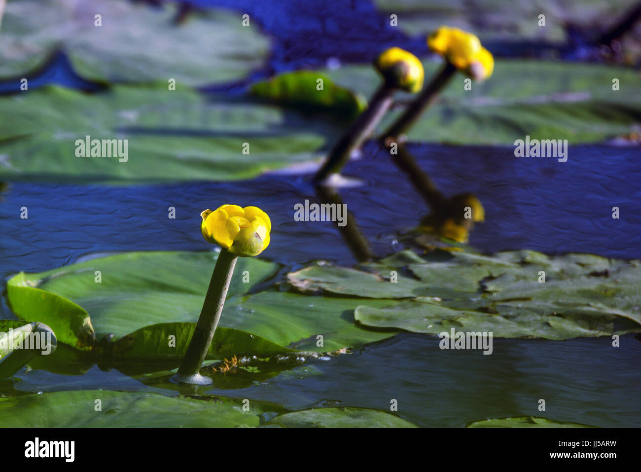 Yellow water-lily or Nuphar lutea blossoms in lake Stock Photo