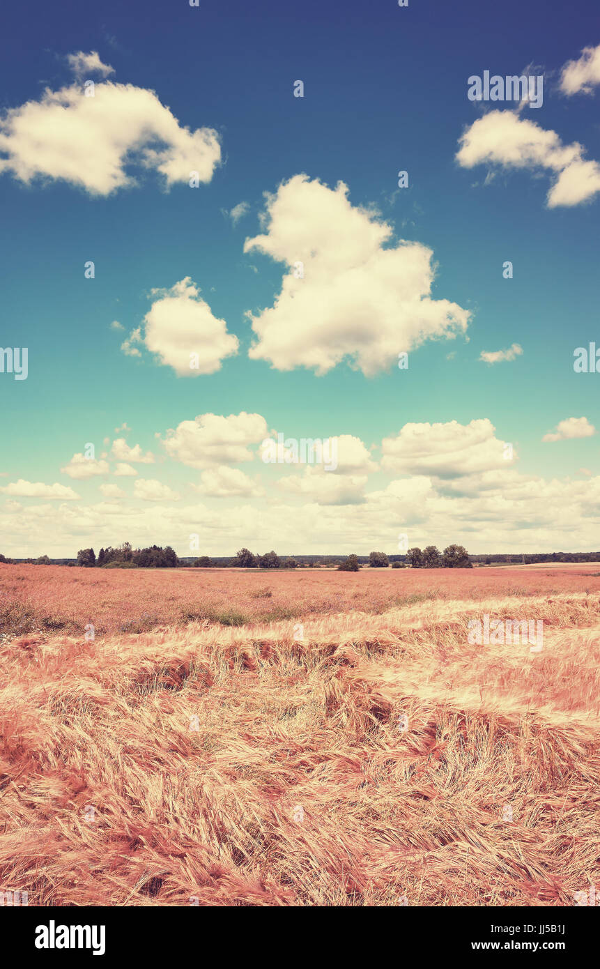 Summer landscape field wheat nature hi-res stock photography and images ...