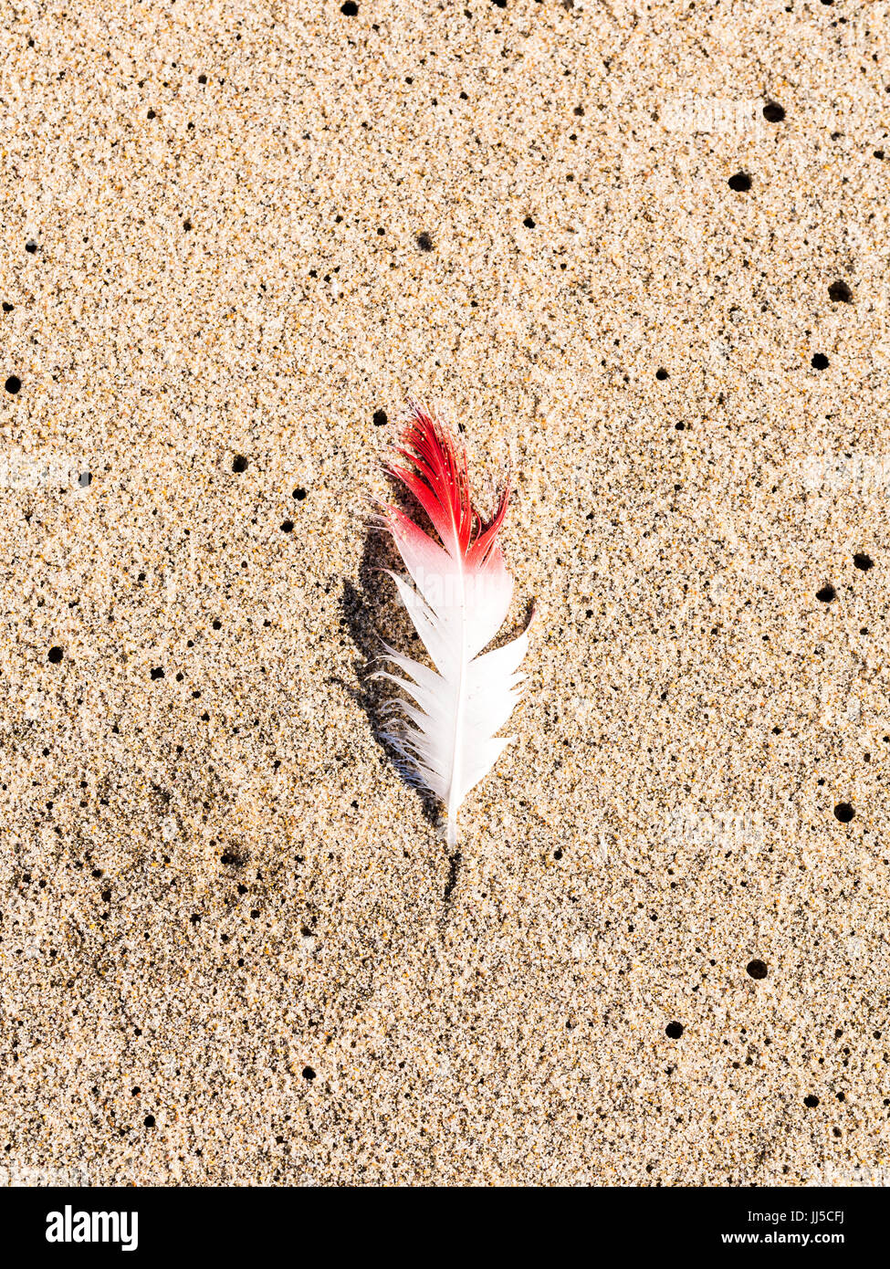 Feather on a beach hi-res stock photography and images - Alamy