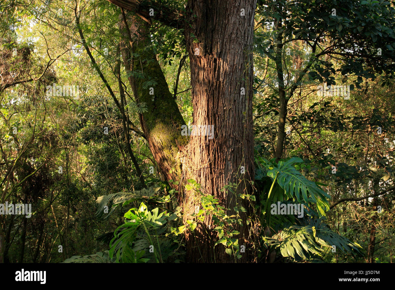Forest, Brazil Stock Photo