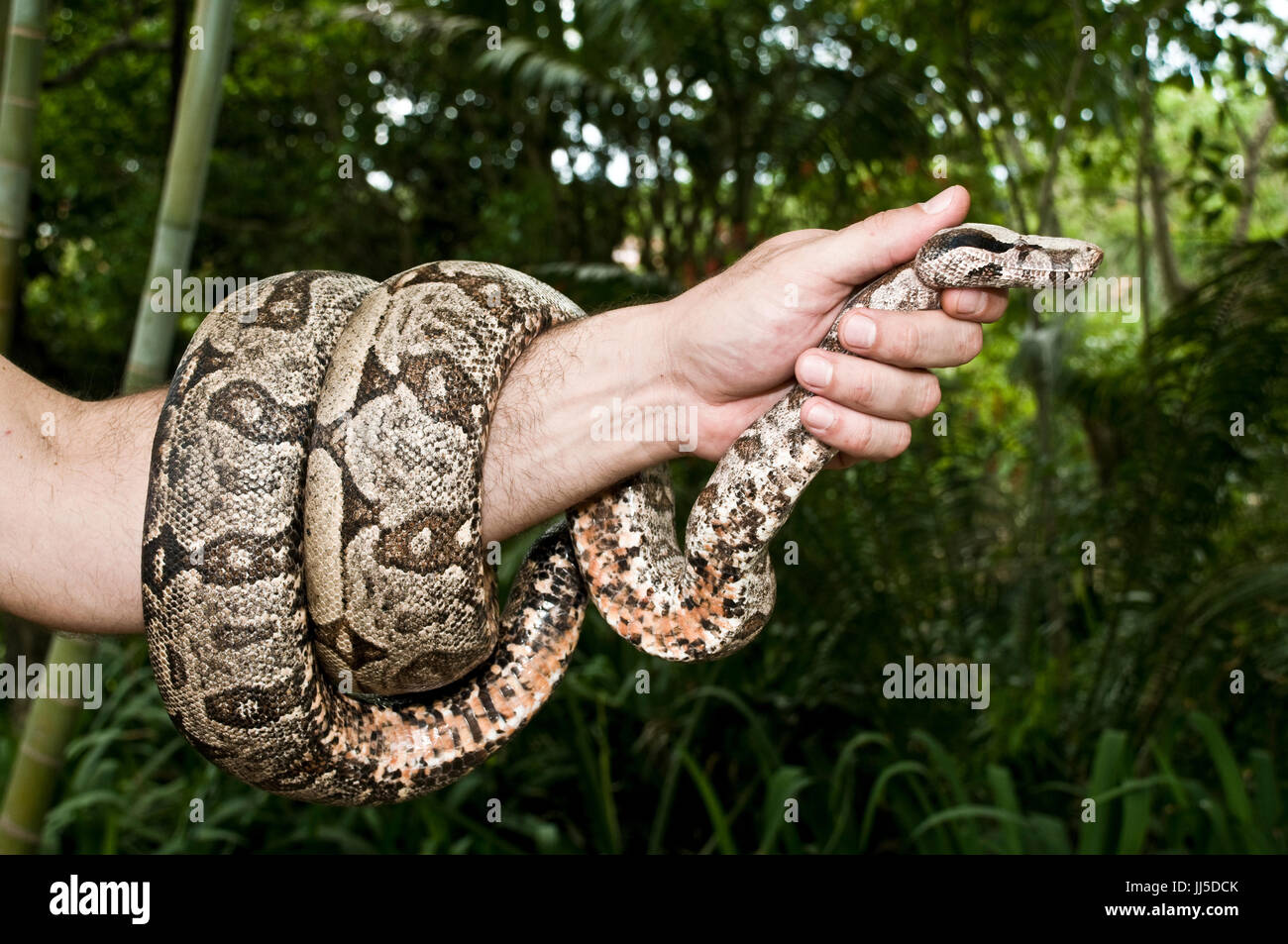 Bell rattles hi-res stock photography and images - Alamy